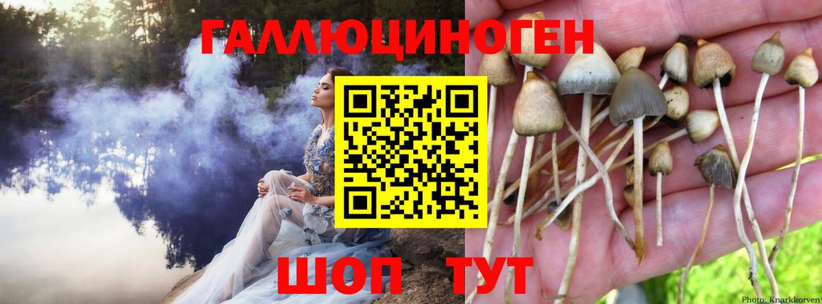 Выборг  купить наркотики цена  Псилоцибиновые грибы GOLDEN TEACHER  Вход с VPN  Псилоцибиновые грибы Psilocybe 